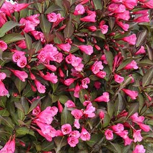 Wine and Rose Weigela.