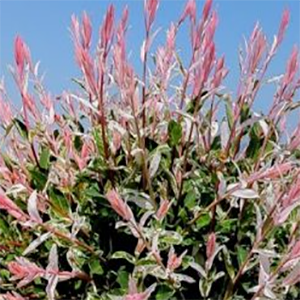 Flamingo Willow.