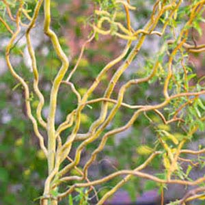 Willow tree.