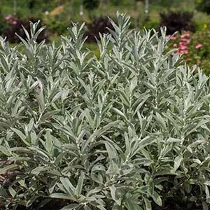 Iceberg Willow.