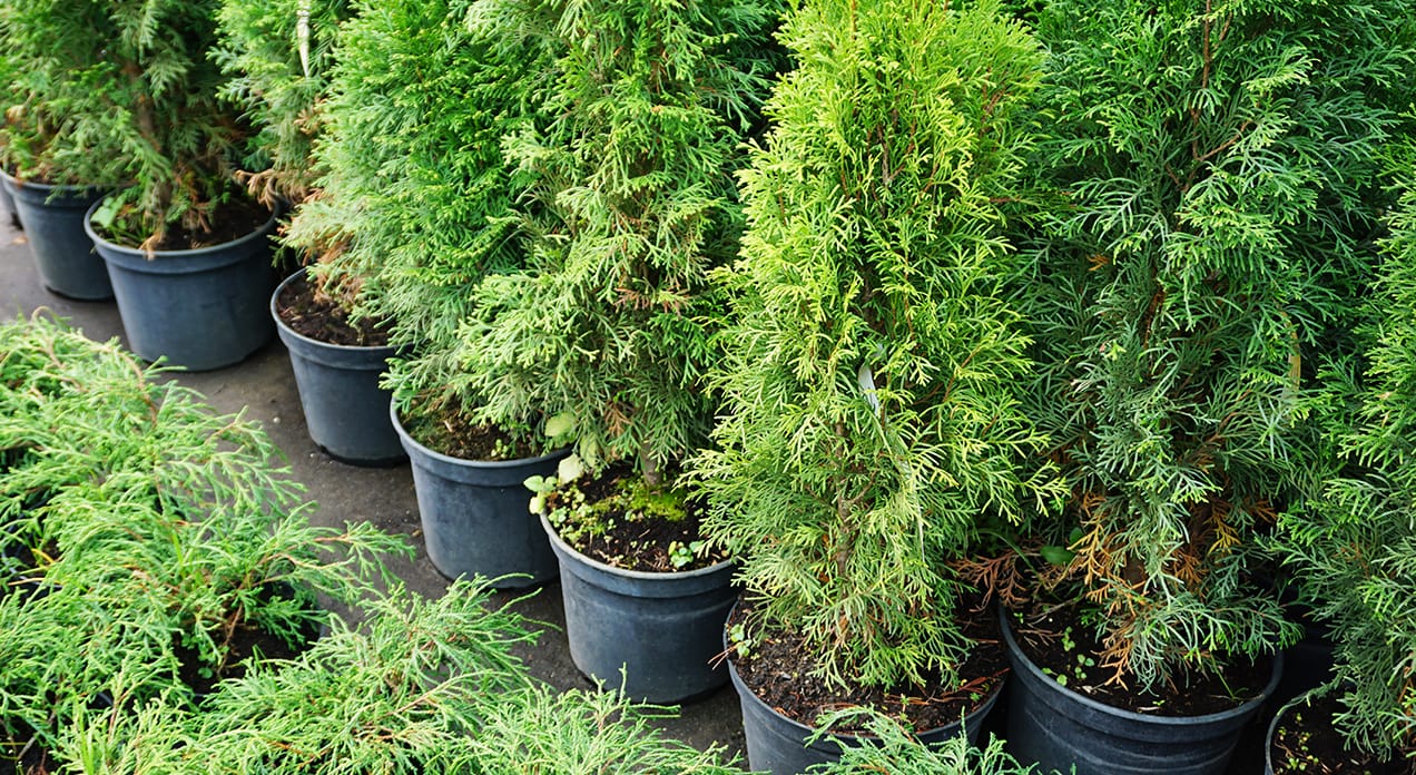 Potted evergreens.