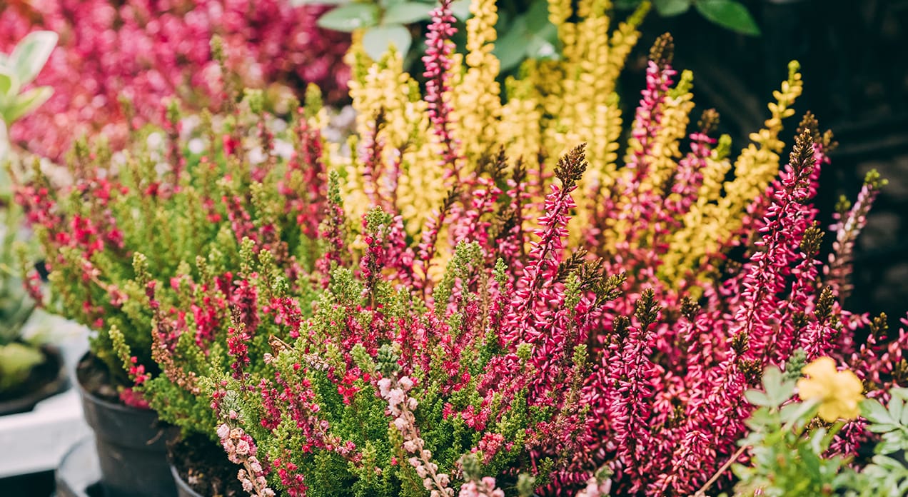 Colorful shrubs.