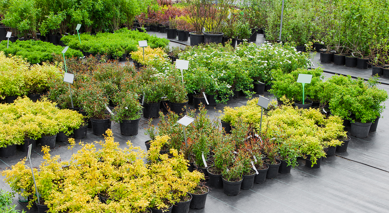 Garden center with a variety of bushes and evergreens.