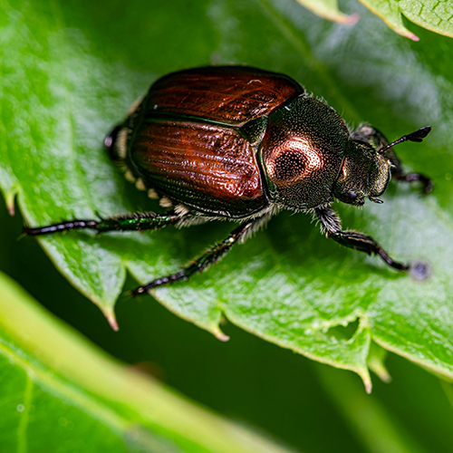 Japanese beetle.