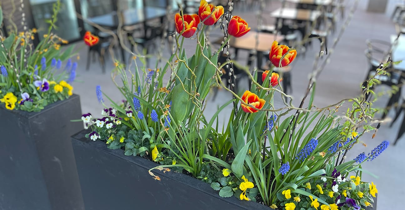 Spring flowers at a restaurant patio.